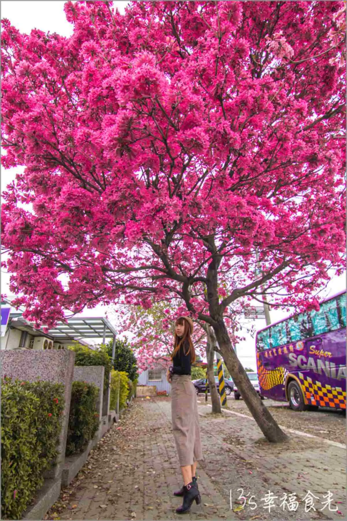 「粉色棉花糖」占領台中、彰化！３處洋紅風鈴木祕境推薦，美到在地人想私藏