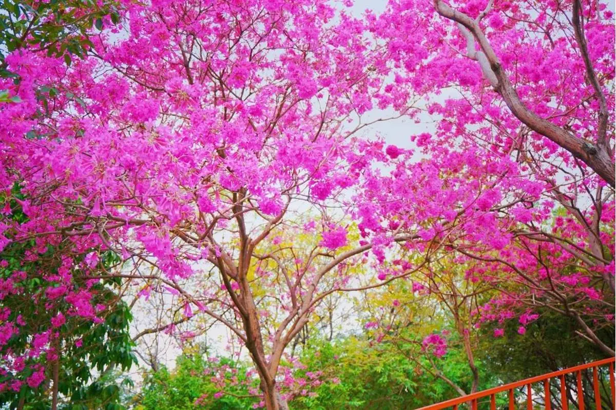 「粉色棉花糖」占領台中、彰化！３處洋紅風鈴木祕境推薦，美到在地人想私藏