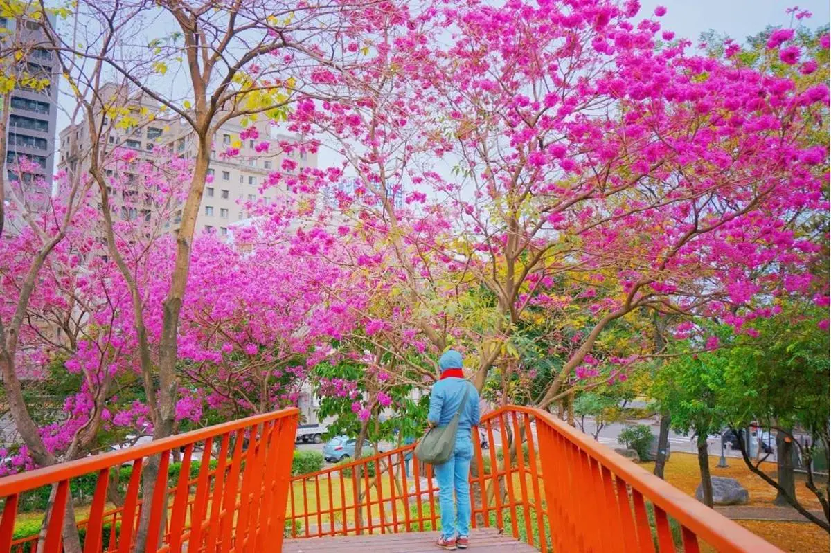 「粉色棉花糖」占領台中、彰化！３處洋紅風鈴木祕境推薦，美到在地人想私藏
