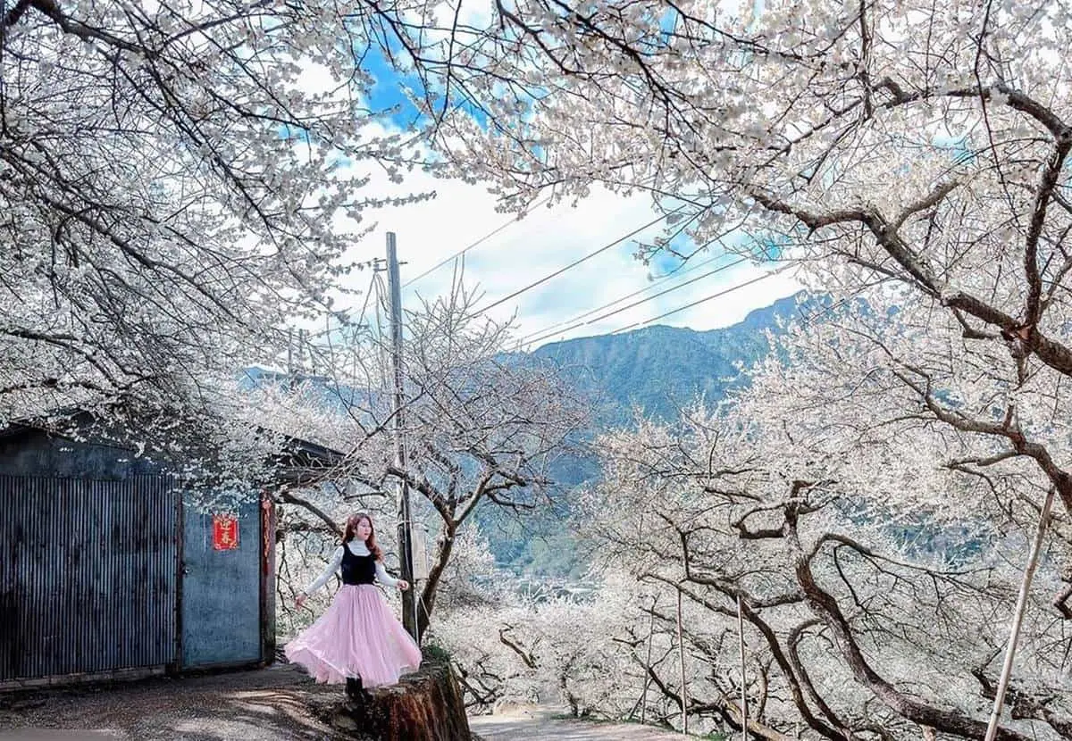 南投也下「雪」啦!信義鄉「賞梅祕境」TOP5:全台最美古厝、獨特夜間賞梅 南投也下「雪」啦!信義鄉「賞梅祕境」TOP5:全台最美古厝、獨特夜間賞梅