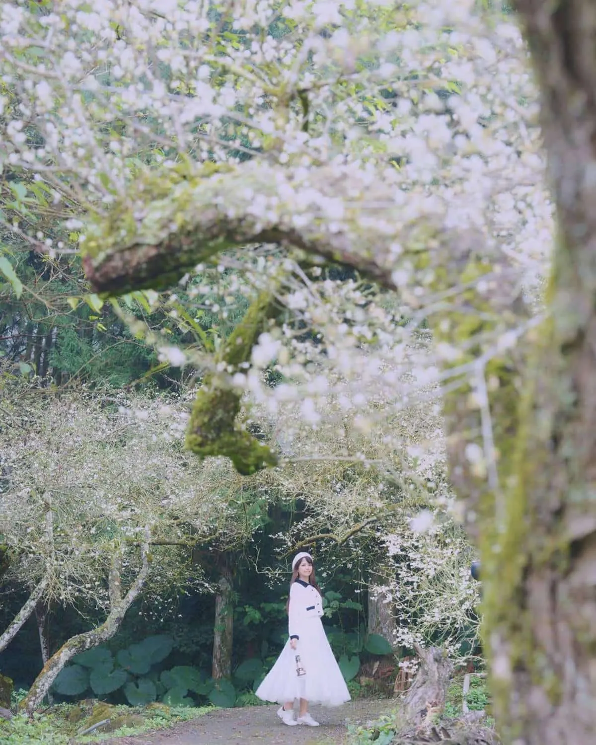 南投也下「雪」啦!信義鄉「賞梅祕境」TOP5:全台最美古厝、獨特夜間賞梅 南投也下「雪」啦!信義鄉「賞梅祕境」TOP5:全台最美古厝、獨特夜間賞梅