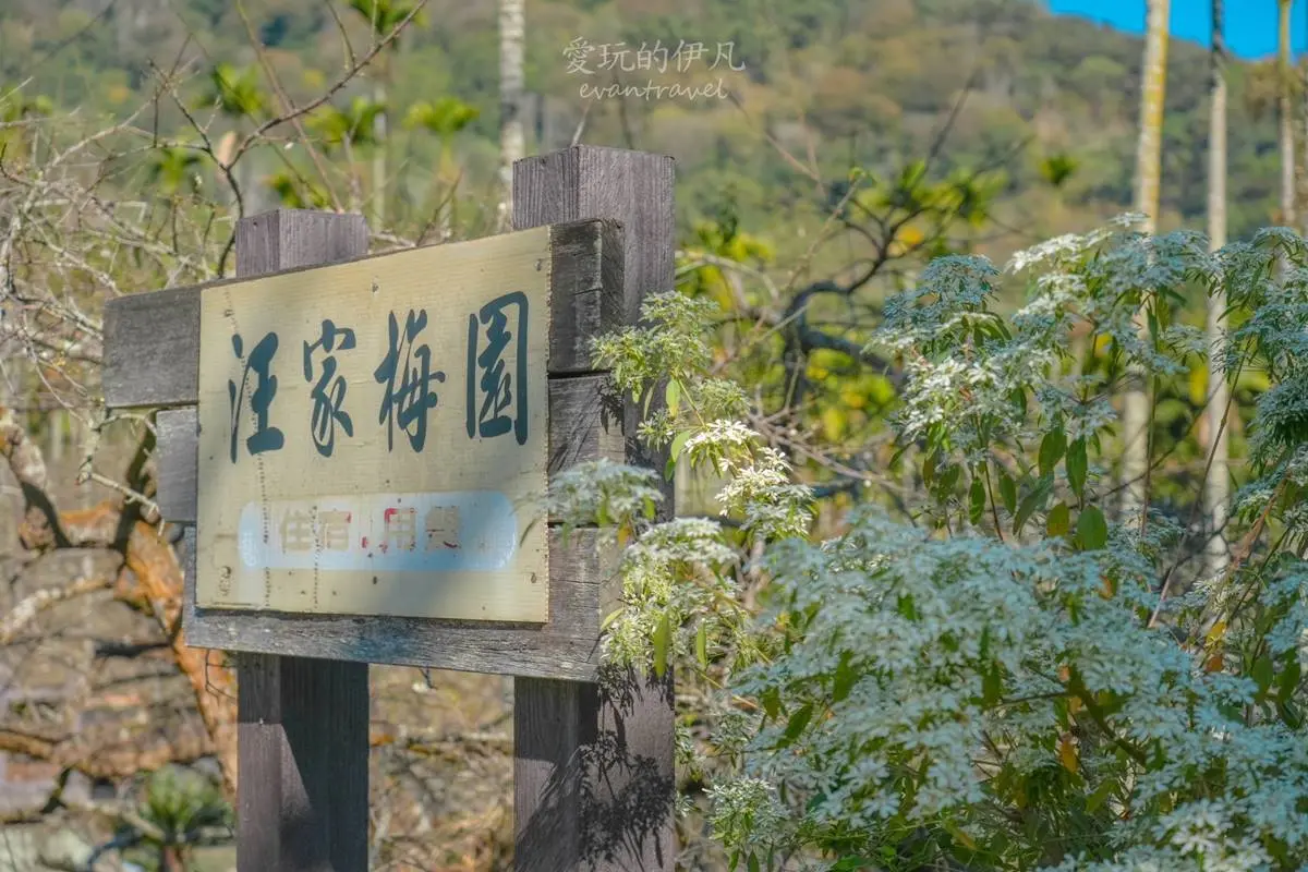 南投也下「雪」啦!信義鄉「賞梅祕境」TOP5:全台最美古厝、獨特夜間賞梅 南投也下「雪」啦!信義鄉「賞梅祕境」TOP5:全台最美古厝、獨特夜間賞梅