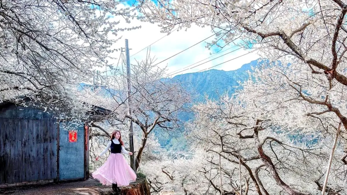 南投也下「雪」啦！信義鄉「賞梅祕境」TOP５：全台最美古厝、獨特夜間賞梅