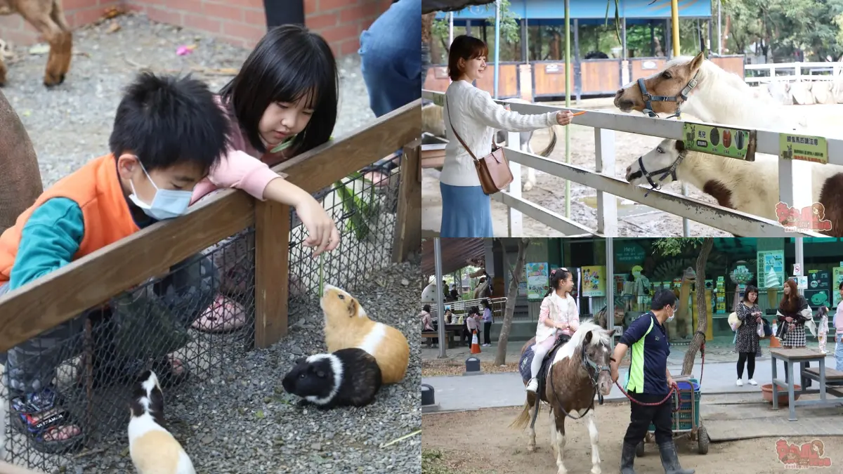台南「隱藏版動物園」60元玩到飽！近距離餵超萌天竺鼠、小羊，體驗帥氣騎馬