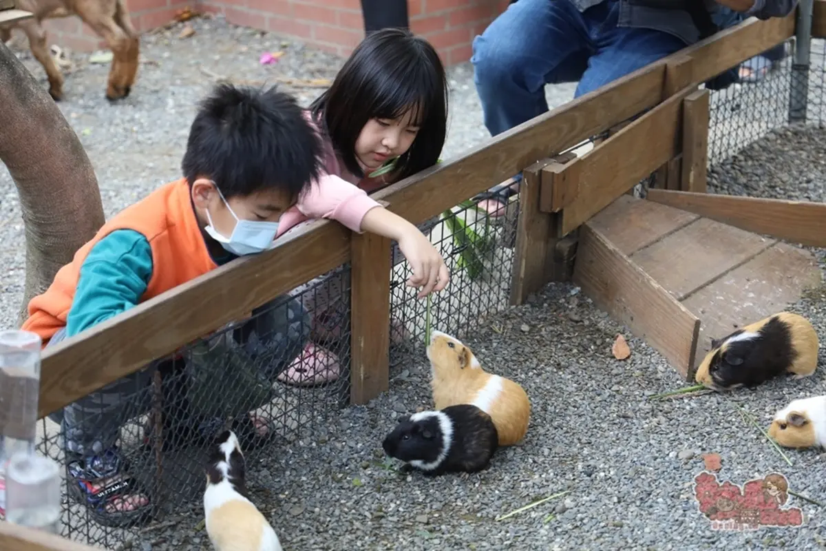 台南「隱藏版動物園」60元玩到飽!近距離餵超萌天竺鼠、小羊,體驗帥氣騎馬 台南「隱藏版動物園」60元玩到飽!近距離餵超萌天竺鼠、小羊,體驗帥氣騎馬