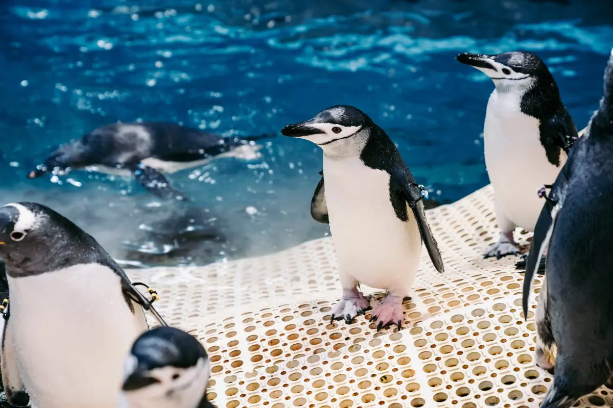 「全台最大水族館」最強攻略！４種隱藏版玩法：夜宿海生館、全台唯一餵企鵝(中獎公布)