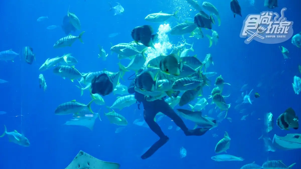 「全台最大水族館」最強攻略！４種隱藏版玩法：夜宿海生館、全台唯一餵企鵝(中獎公布)