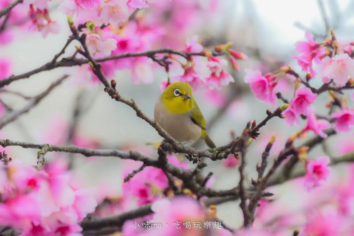粉嫩襲台!2024全台12處賞櫻夯點、祕境:5000棵粉櫻仙境、上帝的部落 粉嫩襲台!2024全台12處賞櫻夯點、祕境:5000棵粉櫻仙境、上帝的部落