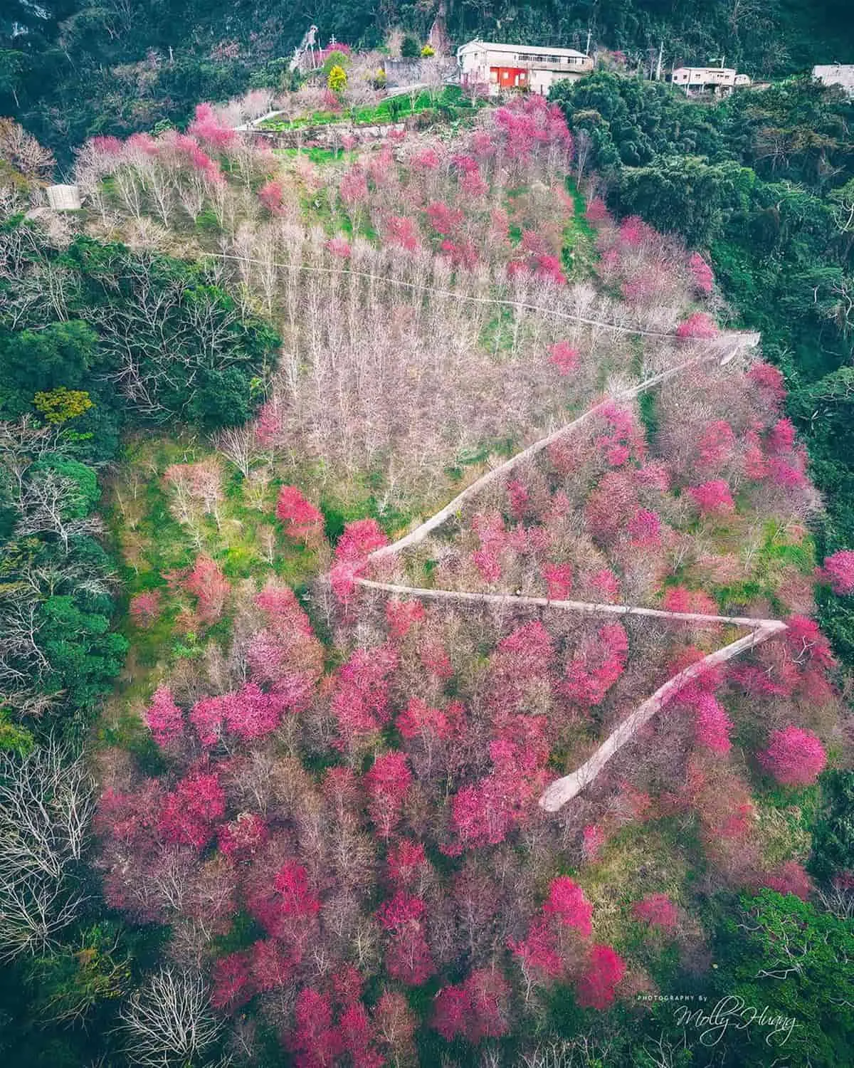 粉嫩襲台!2024全台12處賞櫻夯點、祕境:5000棵粉櫻仙境、上帝的部落 粉嫩襲台!2024全台12處賞櫻夯點、祕境:5000棵粉櫻仙境、上帝的部落