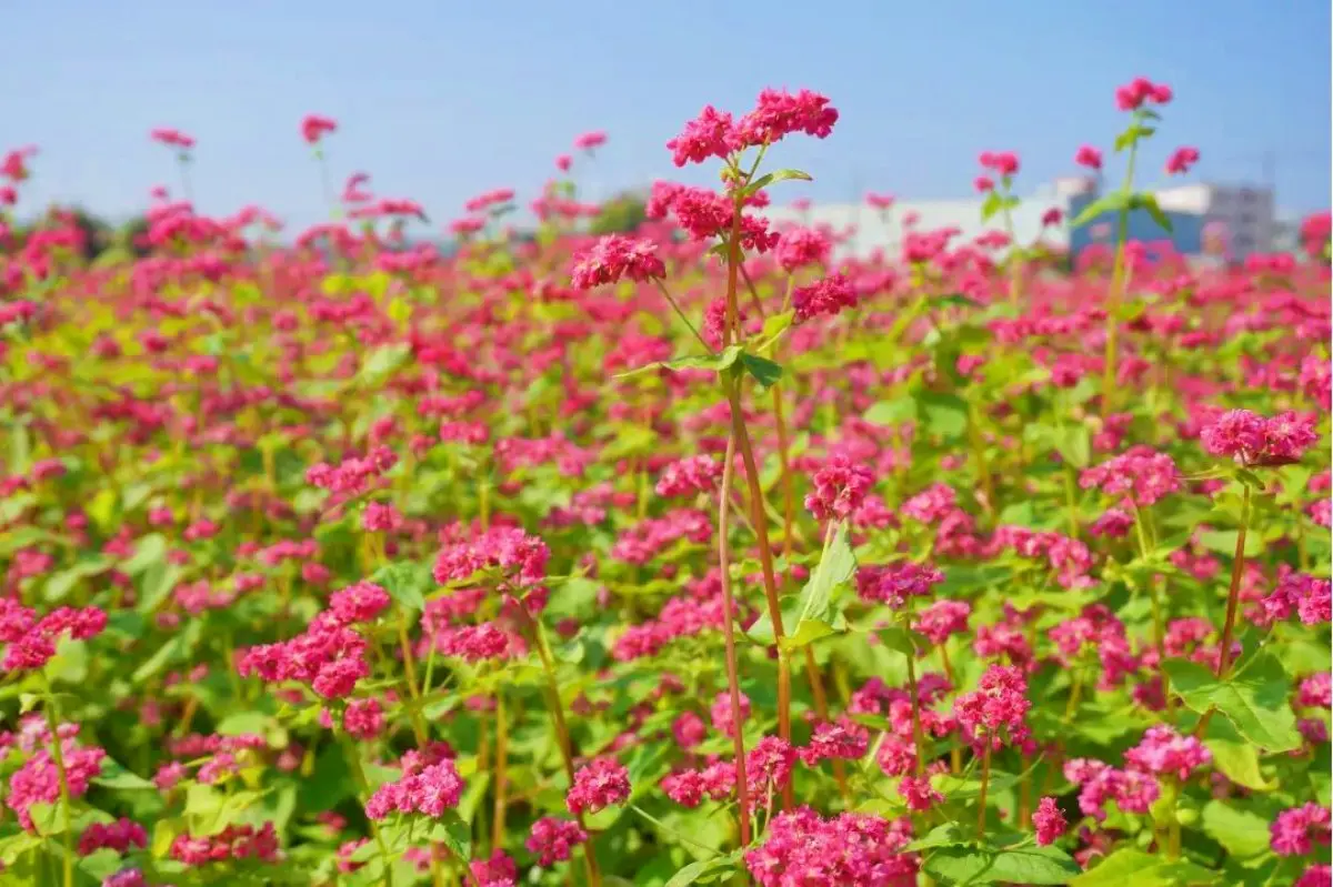 全台唯一「紅色蕎麥花海」祕境在這！近3000坪堪稱全台最大，免費開放拍到飽