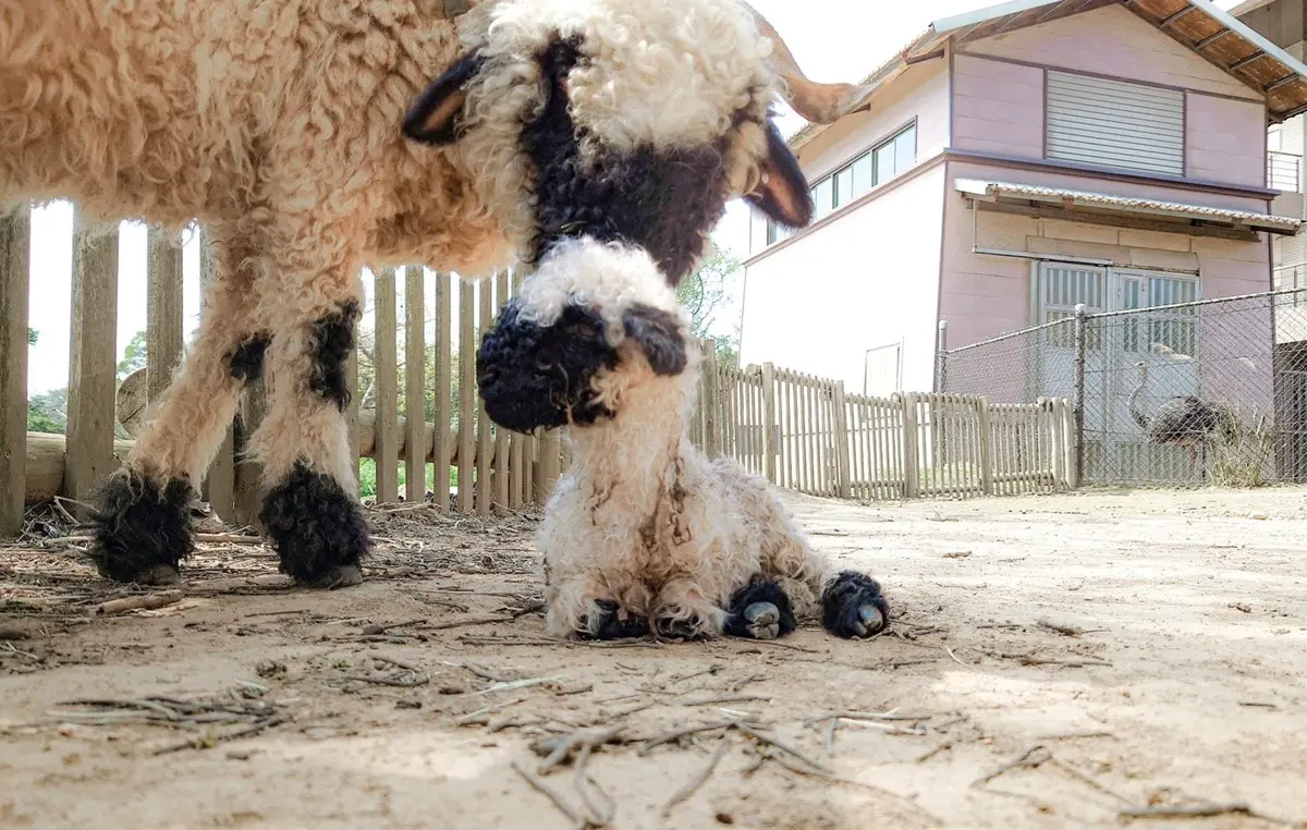 水豚、羊駝、狐獴一次包!24小時瘋玩「野生動物園飯店」,1月底前小孩免費住 水豚、羊駝、狐獴一次包!24小時瘋玩「野生動物園飯店」,1月底前小孩免費住