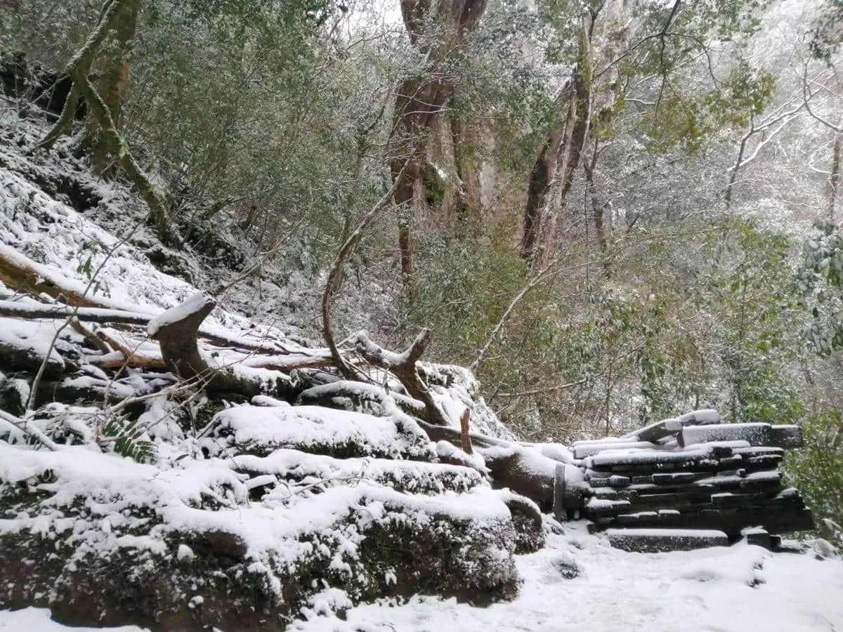 即時雪況報你知!2024全台7處下雪景點:亞洲最大神木園、三峽茶園祕境 即時雪況報你知!2024全台7處下雪景點:亞洲最大神木園、三峽茶園祕境