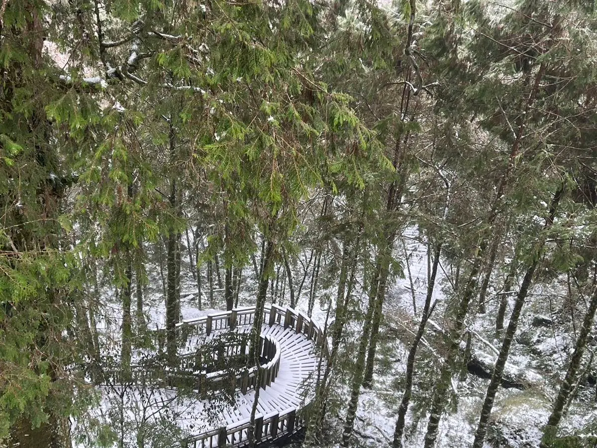 即時雪況報你知!2024全台7處下雪景點:亞洲最大神木園、三峽茶園祕境 即時雪況報你知!2024全台7處下雪景點:亞洲最大神木園、三峽茶園祕境