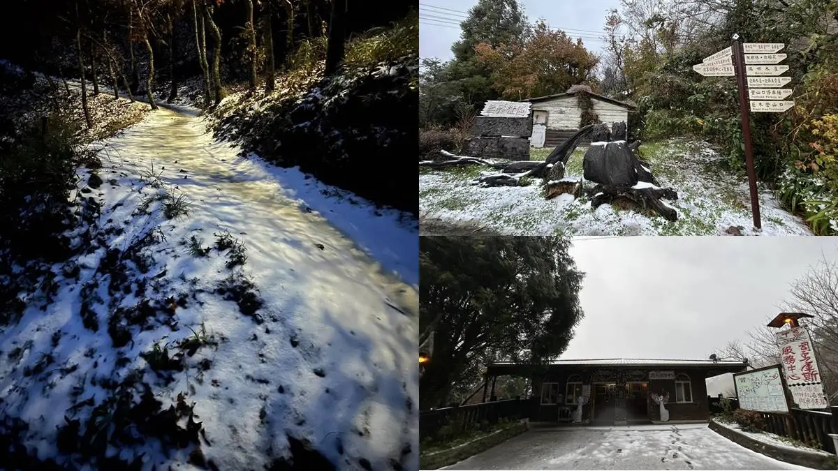 即時雪況報你知!2024全台7處下雪景點:亞洲最大神木園、三峽茶園祕境 即時雪況報你知!2024全台7處下雪景點:亞洲最大神木園、三峽茶園祕境