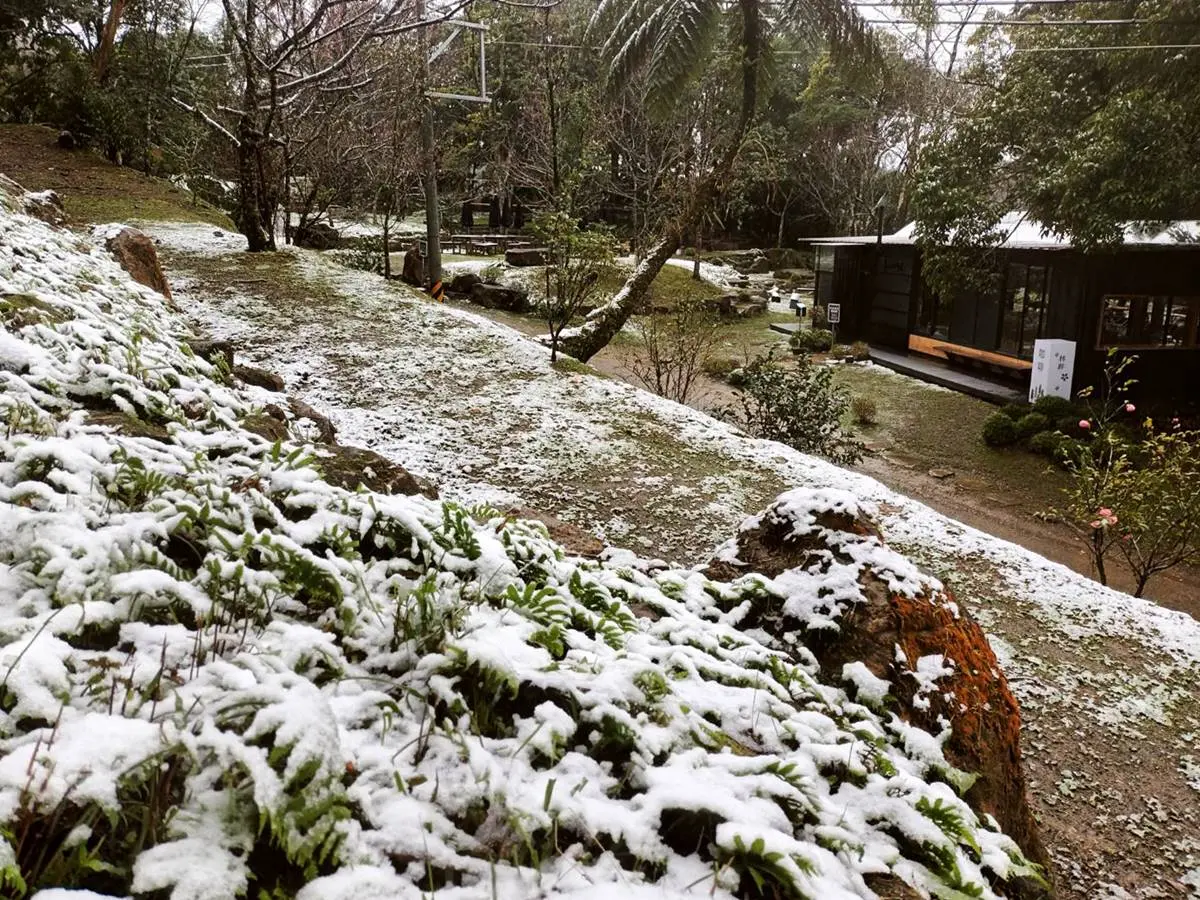 即時雪況報你知!2024全台7處下雪景點:亞洲最大神木園、三峽茶園祕境 即時雪況報你知!2024全台7處下雪景點:亞洲最大神木園、三峽茶園祕境