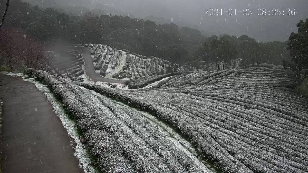即時雪況報你知!2024全台7處下雪景點:亞洲最大神木園、三峽茶園祕境 即時雪況報你知!2024全台7處下雪景點:亞洲最大神木園、三峽茶園祕境