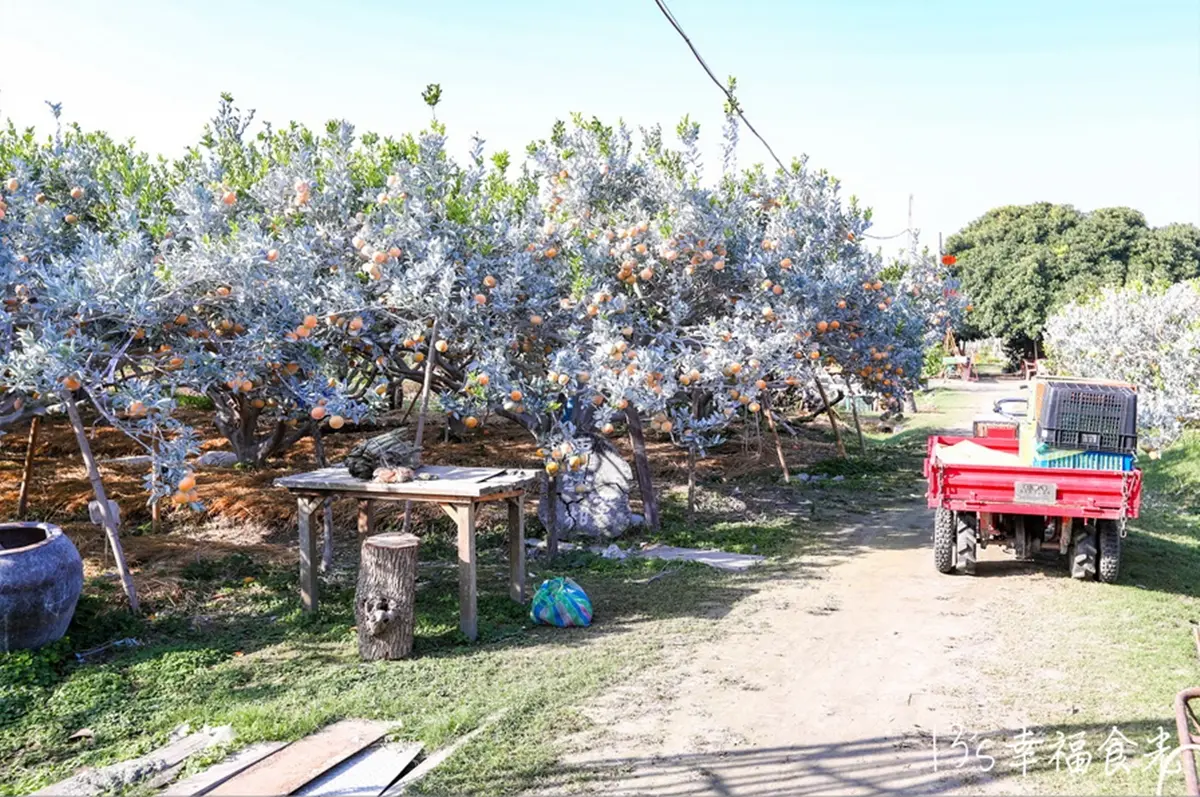 比採草莓更好玩!5大「採橘祕境」:免費試吃到飽、台版濟州島、雪白橘子園 比採草莓更好玩!5大「採橘祕境」:免費試吃到飽、台版濟州島、雪白橘子園
