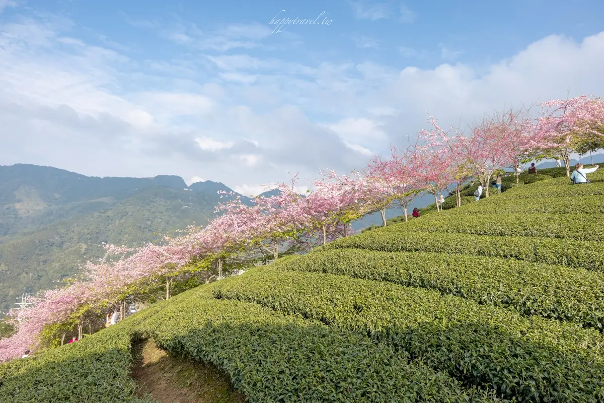 「粉紅巨龍」現身南投茶園!綿延200公尺櫻花步道美翻,2月中旬前免費拍到飽 「粉紅巨龍」現身南投茶園!綿延200公尺櫻花步道美翻,2月中旬前免費拍到飽