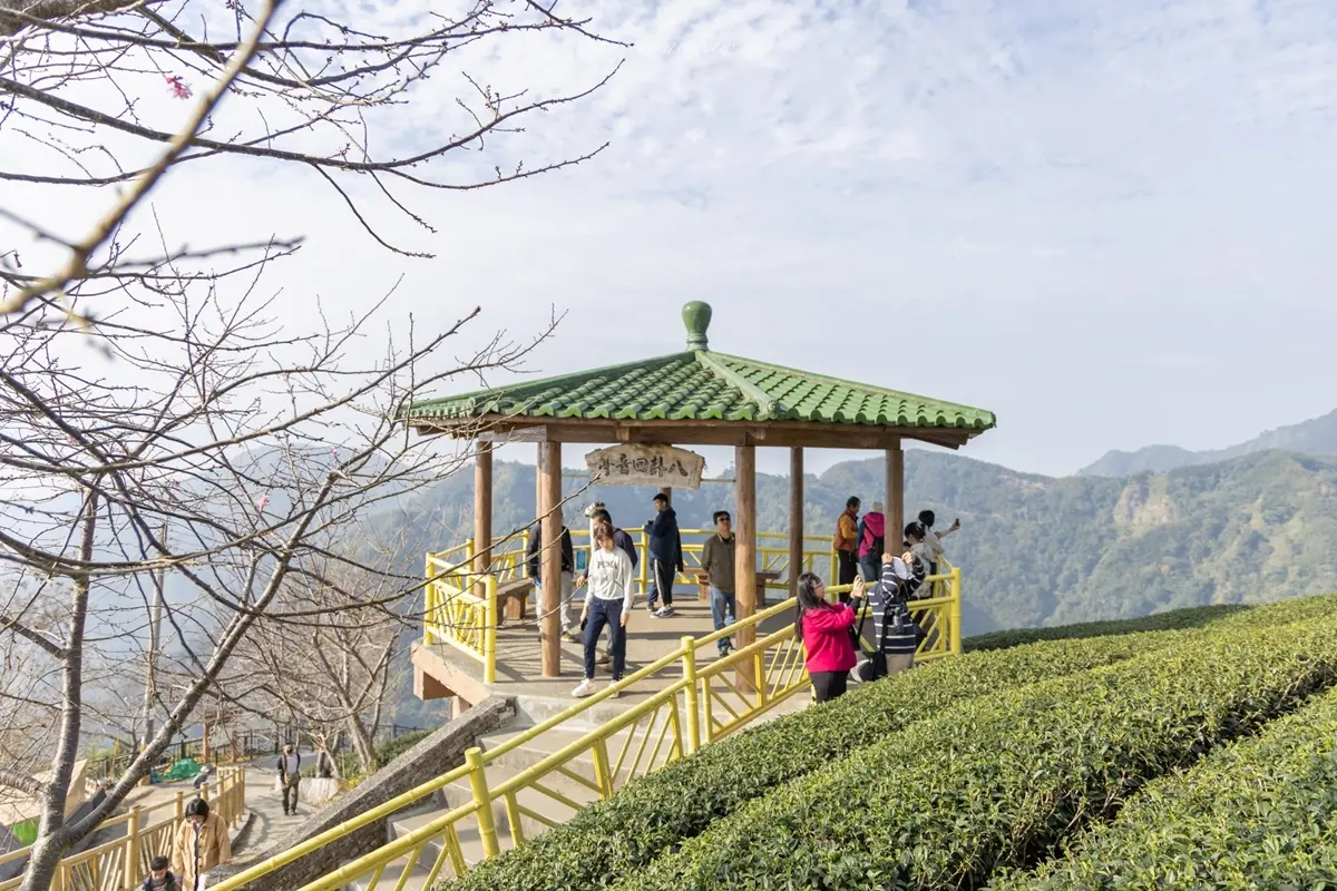 「粉紅巨龍」現身南投茶園!綿延200公尺櫻花步道美翻,2月中旬前免費拍到飽 「粉紅巨龍」現身南投茶園!綿延200公尺櫻花步道美翻,2月中旬前免費拍到飽