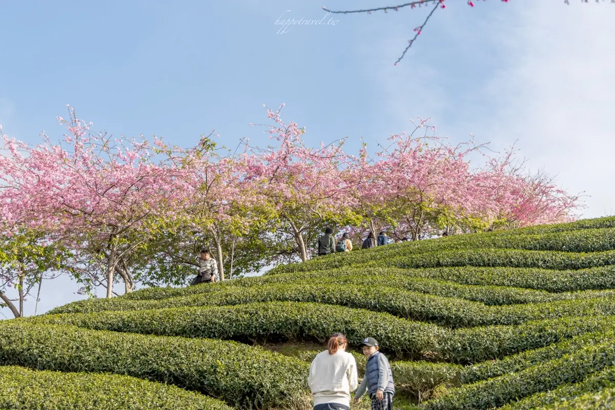 「粉紅巨龍」現身南投茶園!綿延200公尺櫻花步道美翻,2月中旬前免費拍到飽 「粉紅巨龍」現身南投茶園!綿延200公尺櫻花步道美翻,2月中旬前免費拍到飽