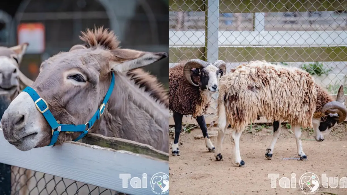 ６歲以下免費入園！台東「初鹿牧場」５玩法：餵牛牛、免費玩滑草、吃牛奶冰
