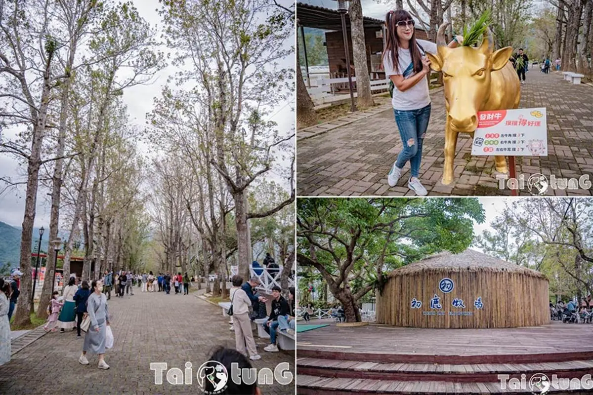 ６歲以下免費入園！台東「初鹿牧場」５玩法：餵牛牛、免費玩滑草、吃牛奶冰