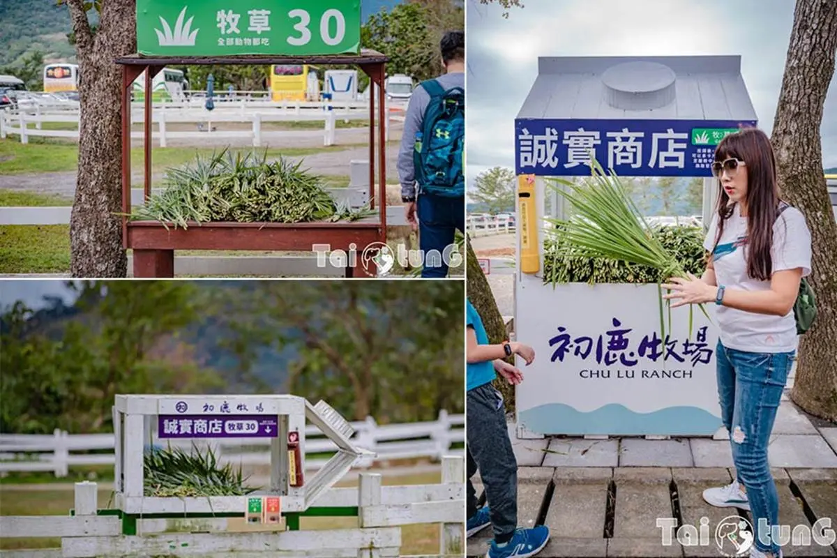 ６歲以下免費入園！台東「初鹿牧場」５玩法：餵牛牛、免費玩滑草、吃牛奶冰