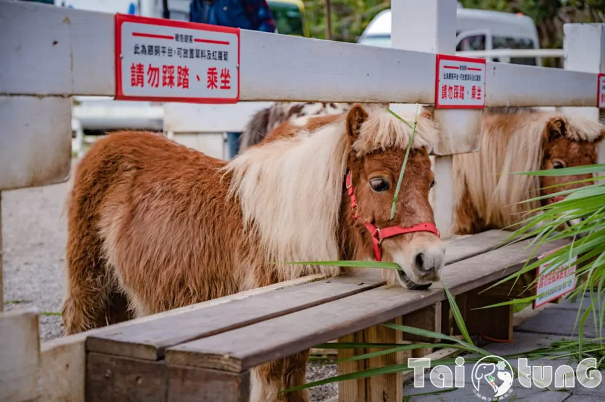 ６歲以下免費入園！台東「初鹿牧場」５玩法：餵牛牛、免費玩滑草、吃牛奶冰