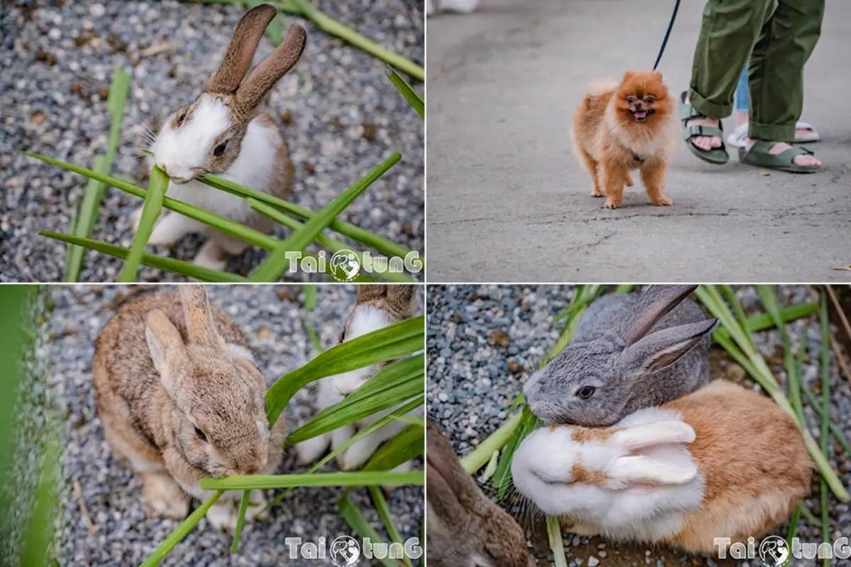 ６歲以下免費入園！台東「初鹿牧場」５玩法：餵牛牛、免費玩滑草、吃牛奶冰