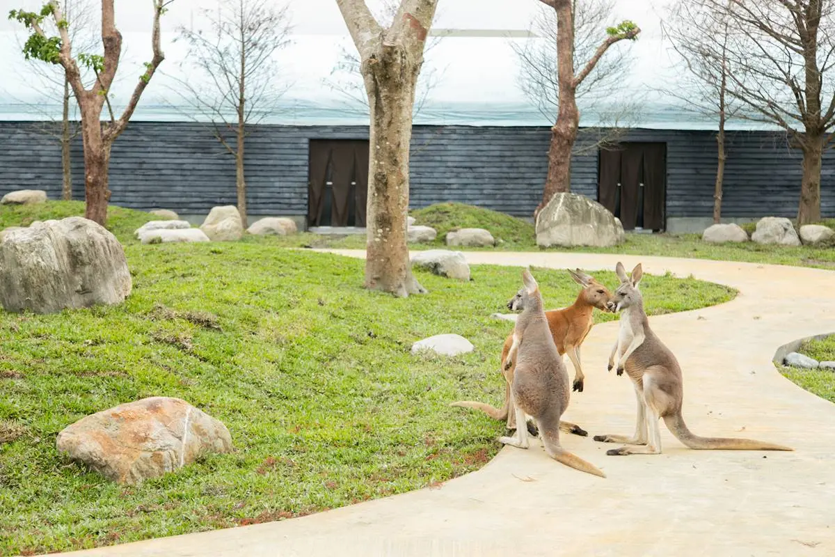 宜蘭全新破千坪動物園!對身分證「這類人」100元玩翻,唯一餵澳洲袋鼠體驗 宜蘭全新破千坪動物園!對身分證「這類人」100元玩翻,唯一餵澳洲袋鼠體驗