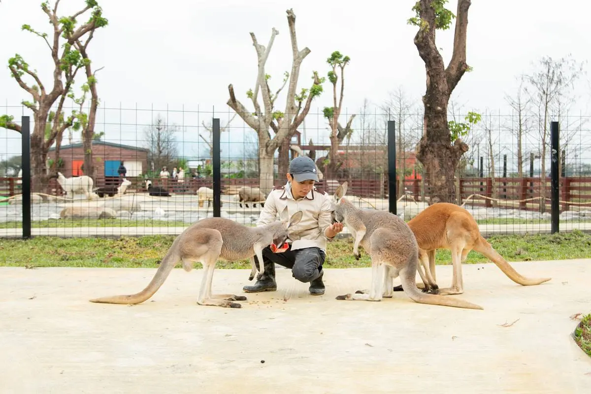 宜蘭全新破千坪動物園!對身分證「這類人」100元玩翻,唯一餵澳洲袋鼠體驗 宜蘭全新破千坪動物園!對身分證「這類人」100元玩翻,唯一餵澳洲袋鼠體驗