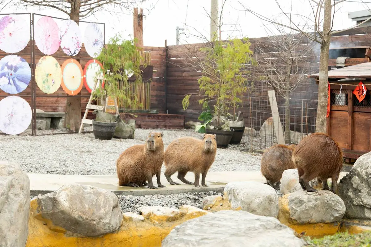 宜蘭全新破千坪動物園!對身分證「這類人」100元玩翻,唯一餵澳洲袋鼠體驗 宜蘭全新破千坪動物園!對身分證「這類人」100元玩翻,唯一餵澳洲袋鼠體驗