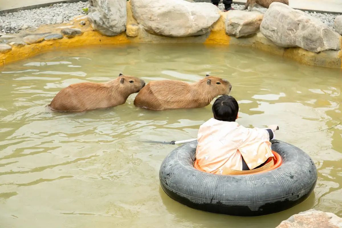 宜蘭全新破千坪動物園!對身分證「這類人」100元玩翻,唯一餵澳洲袋鼠體驗 宜蘭全新破千坪動物園!對身分證「這類人」100元玩翻,唯一餵澳洲袋鼠體驗