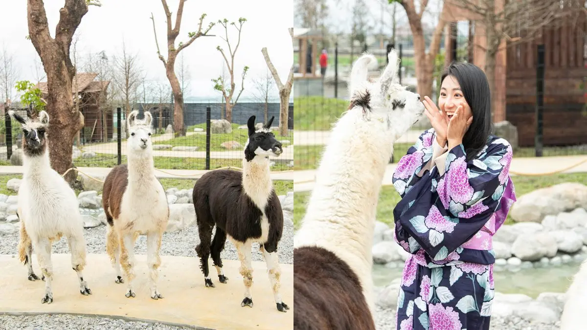 宜蘭全新破千坪動物園!對身分證「這類人」100元玩翻,唯一餵澳洲袋鼠體驗 宜蘭全新破千坪動物園!對身分證「這類人」100元玩翻,唯一餵澳洲袋鼠體驗