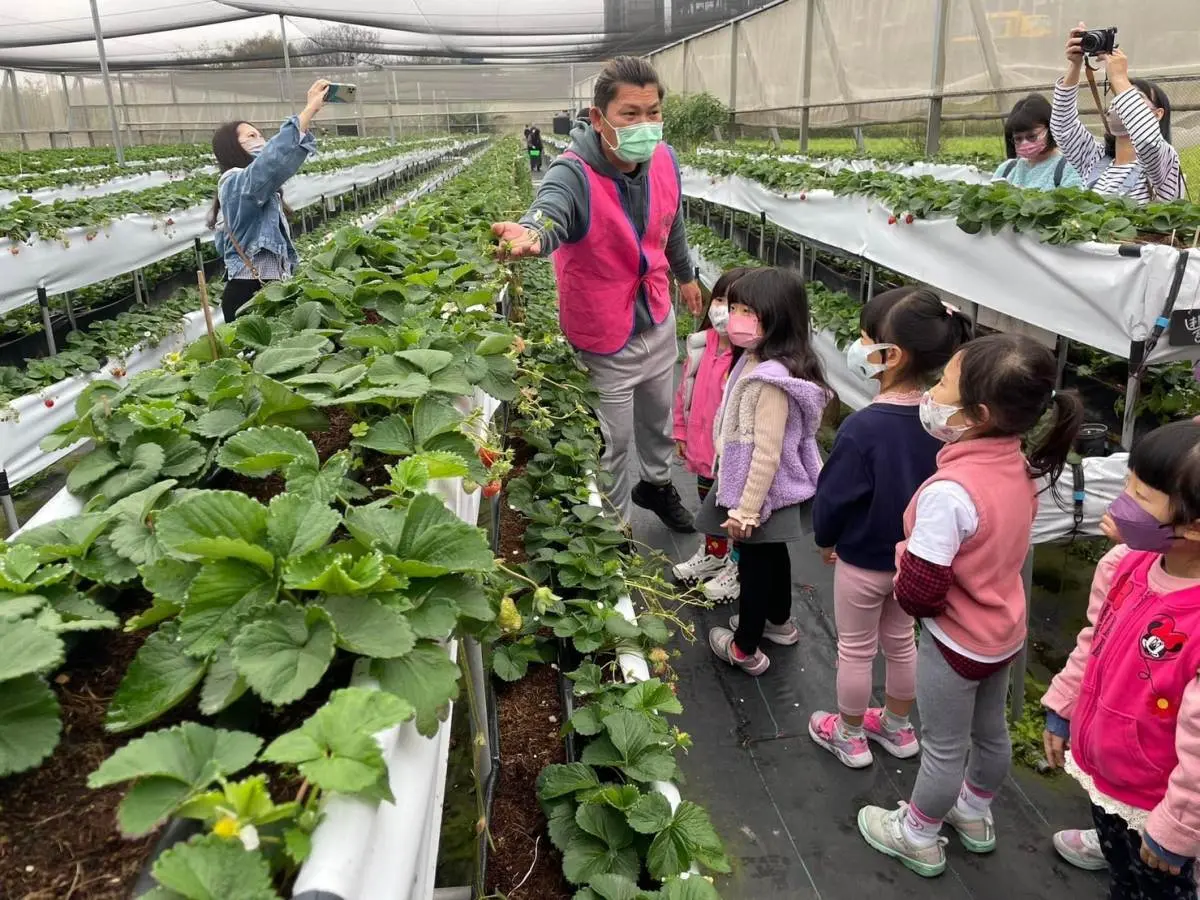 稀有白草莓任採!新竹無農藥「免門票草莓園」親子必訪,嘗草莓披薩、大福 稀有白草莓任採!新竹無農藥「免門票草莓園」親子必訪,嘗草莓披薩、大福