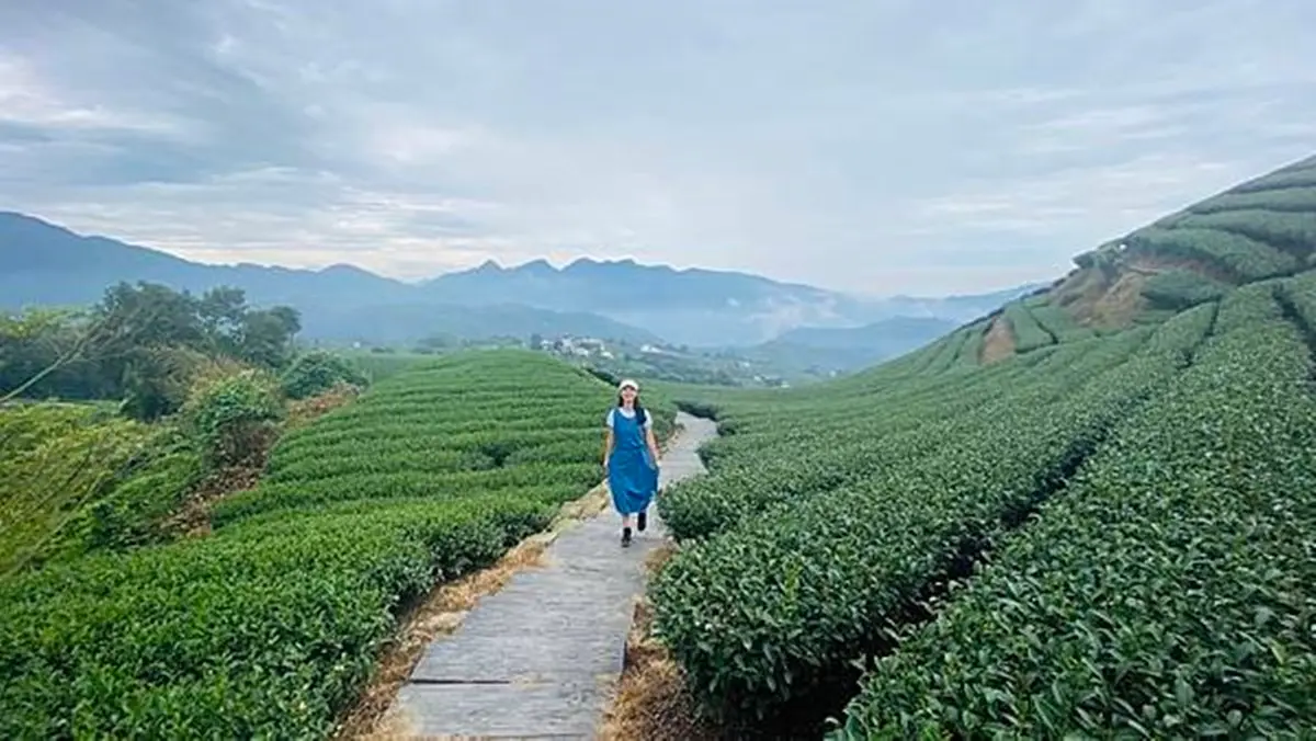 網美來打卡!阿里山4條美拍「茶園步道」:整片東方美人茶園、五星級步道 2025嘉義免費景點10處!春遊必拍太極波波草、招財金蛋、零食界好市多