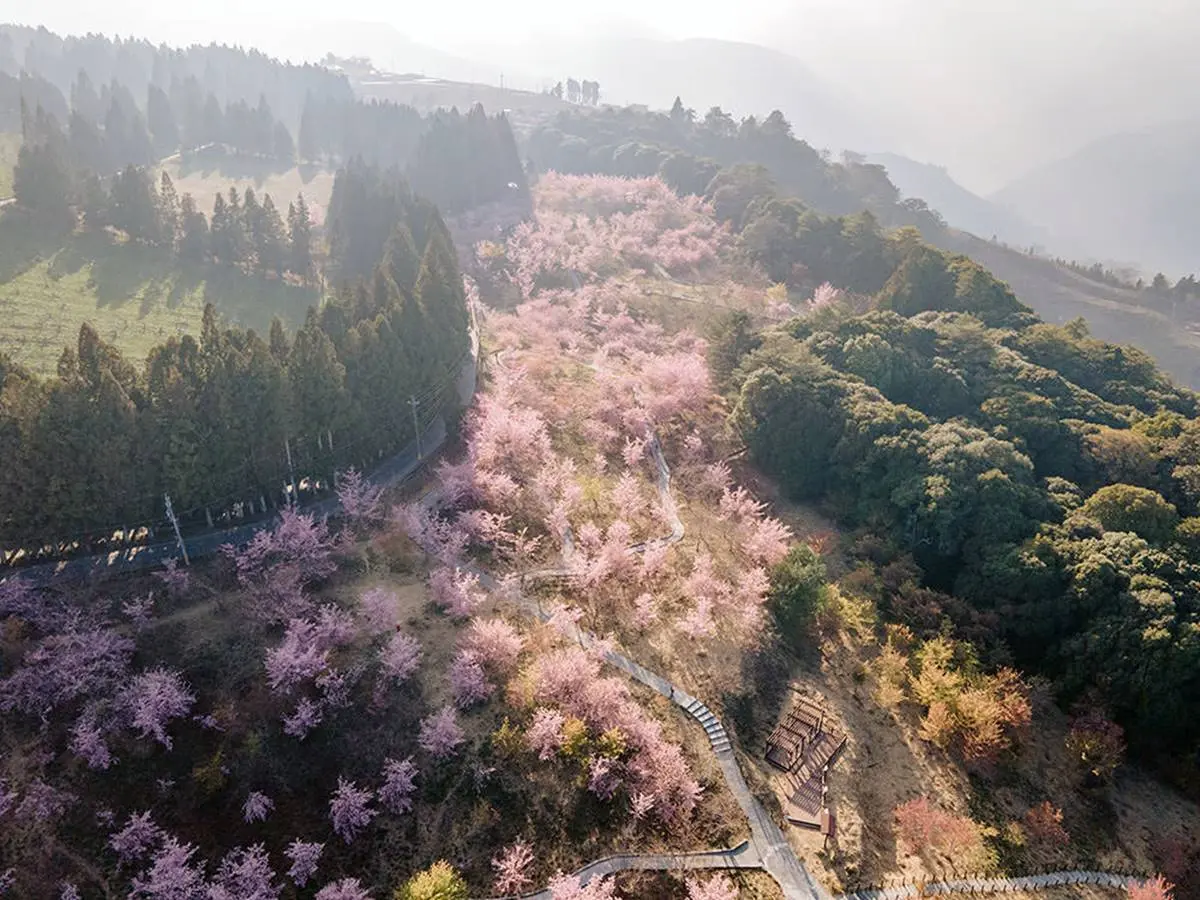 6000株粉櫻爆炸了!遠的要命農場「這天」浪漫開園,5大賞櫻景點秒飛日本 6000株粉櫻爆炸了!遠的要命農場「這天」浪漫開園,5大賞櫻景點秒飛日本