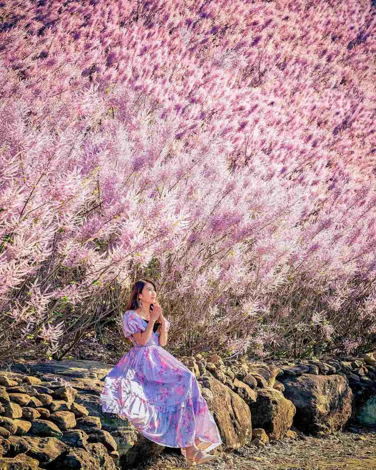 全台最美粉紅山丘「這天」回歸!3000坪粉紅麝香木花海美翻,100元拍到飽 全台最美粉紅山丘「這天」回歸!3000坪粉紅麝香木花海美翻,100元拍到飽