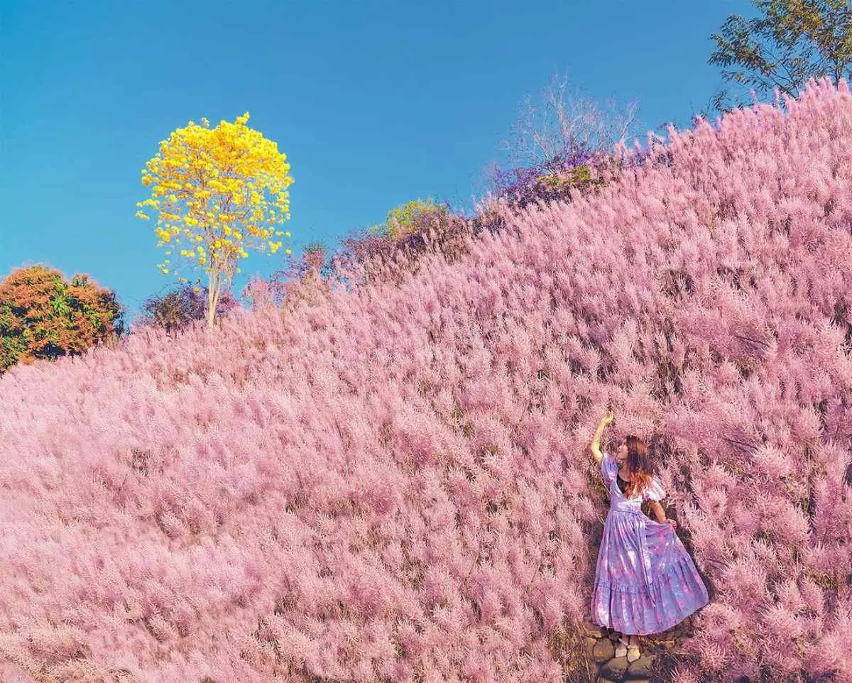 全台最美粉紅山丘「這天」回歸!3000坪粉紅麝香木花海美翻,100元拍到飽 全台最美粉紅山丘「這天」回歸!3000坪粉紅麝香木花海美翻,100元拍到飽