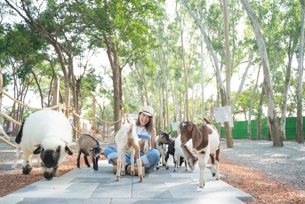【新開店】嘉義最新「森林動物樂園」!餵軟萌笑笑羊、水豚,高空滑索超刺激 嘉義景點:咩咩上樹萌寵樂園