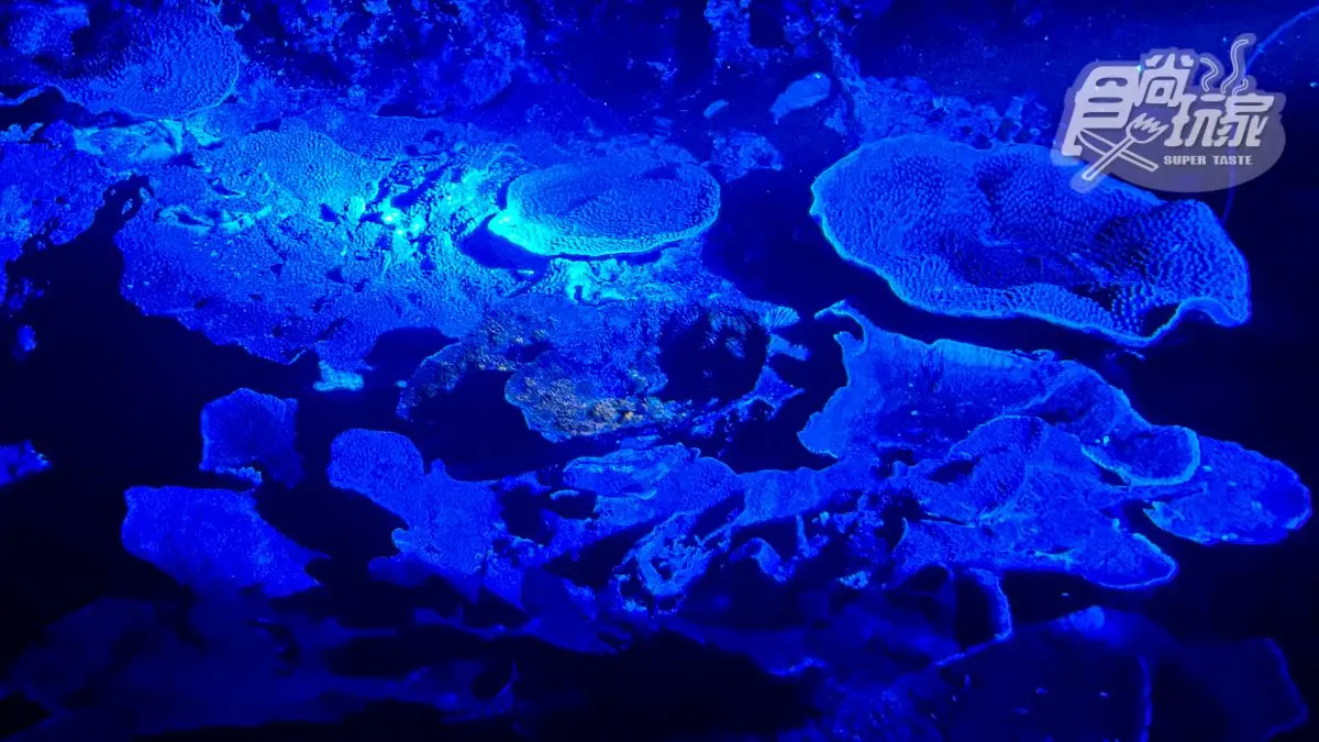 魚魚、小白鯨陪睡!2天1夜「夜宿海生館」行程:7大最美就寢區、夜間探險 魚魚、小白鯨陪睡!2天1夜「夜宿海生館」行程:7大最美就寢區、夜間探險