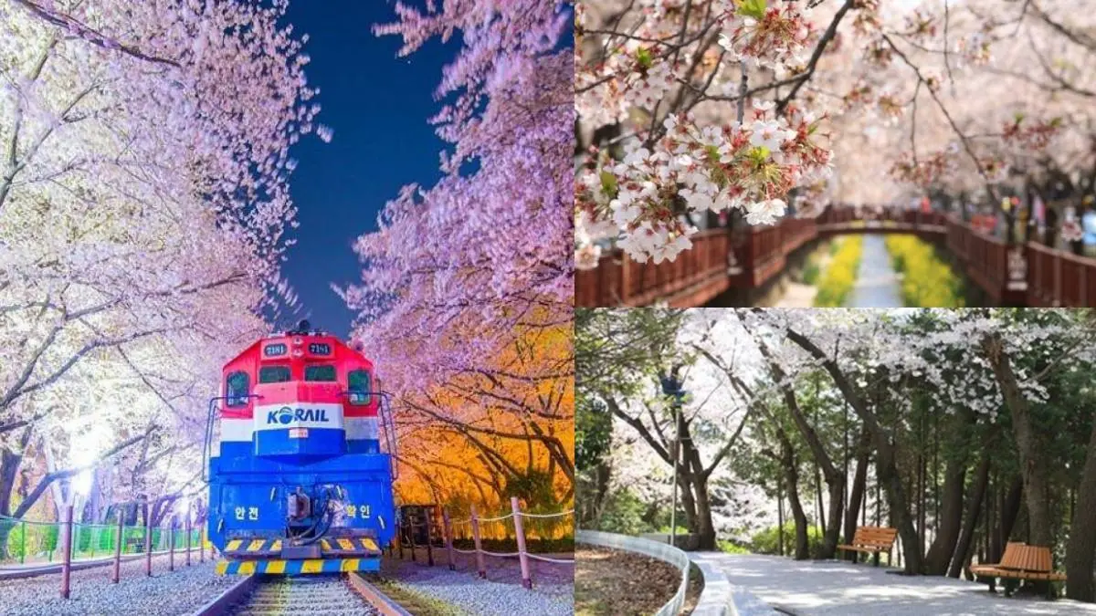 韓國最大櫻花節要來了!4天3夜「釜山賞櫻團」1萬8有找,清明連假快衝 韓國最大櫻花節要來了!4天3夜「釜山賞櫻團」1萬8有找,清明連假快衝