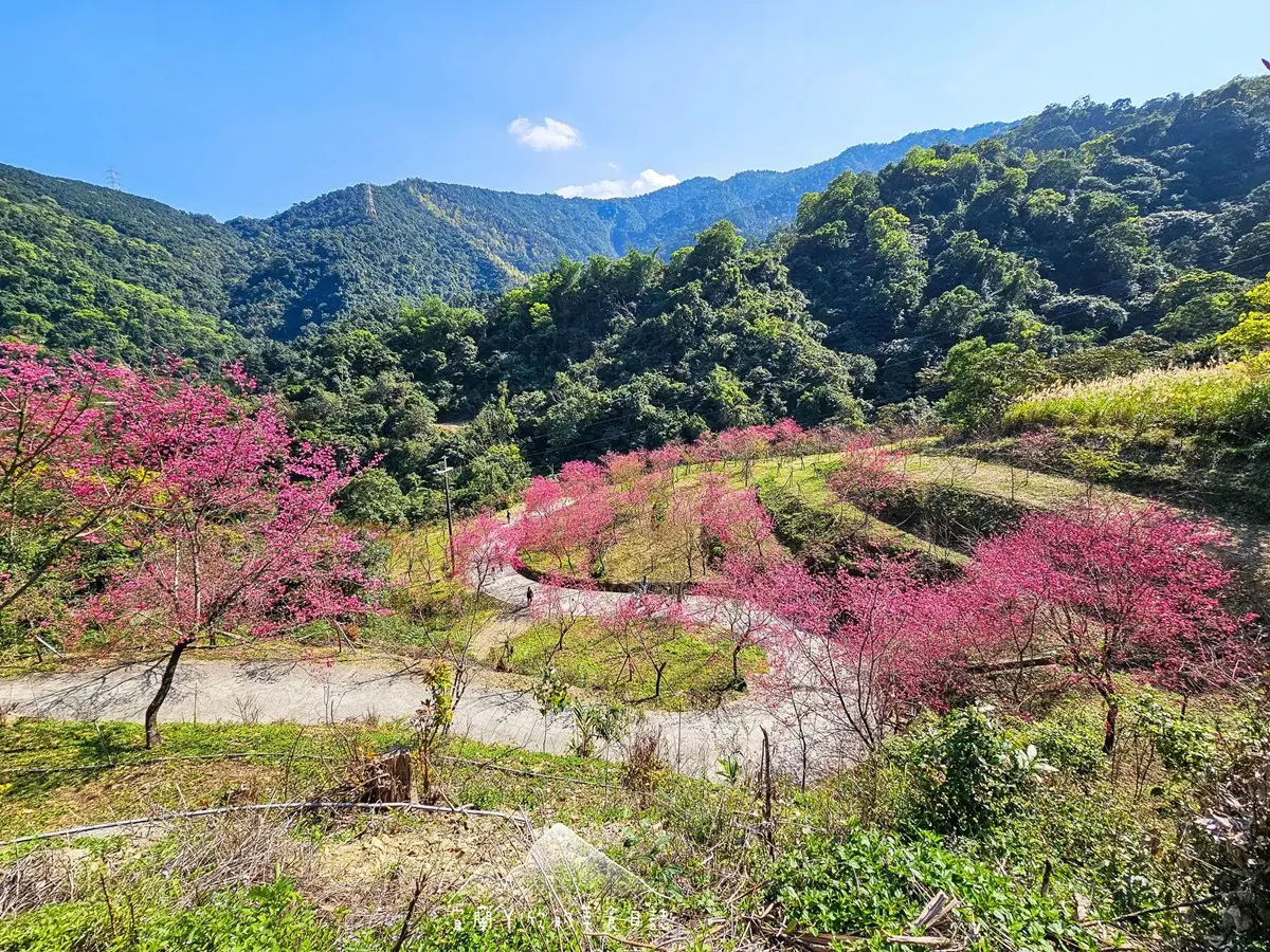 【新開店】月底前免費入園!宜蘭賞櫻祕境露營區,穿浴衣拍鳥居秒飛日本 【新開店】月底前免費入園!宜蘭賞櫻祕境露營區,穿浴衣拍鳥居秒飛日本