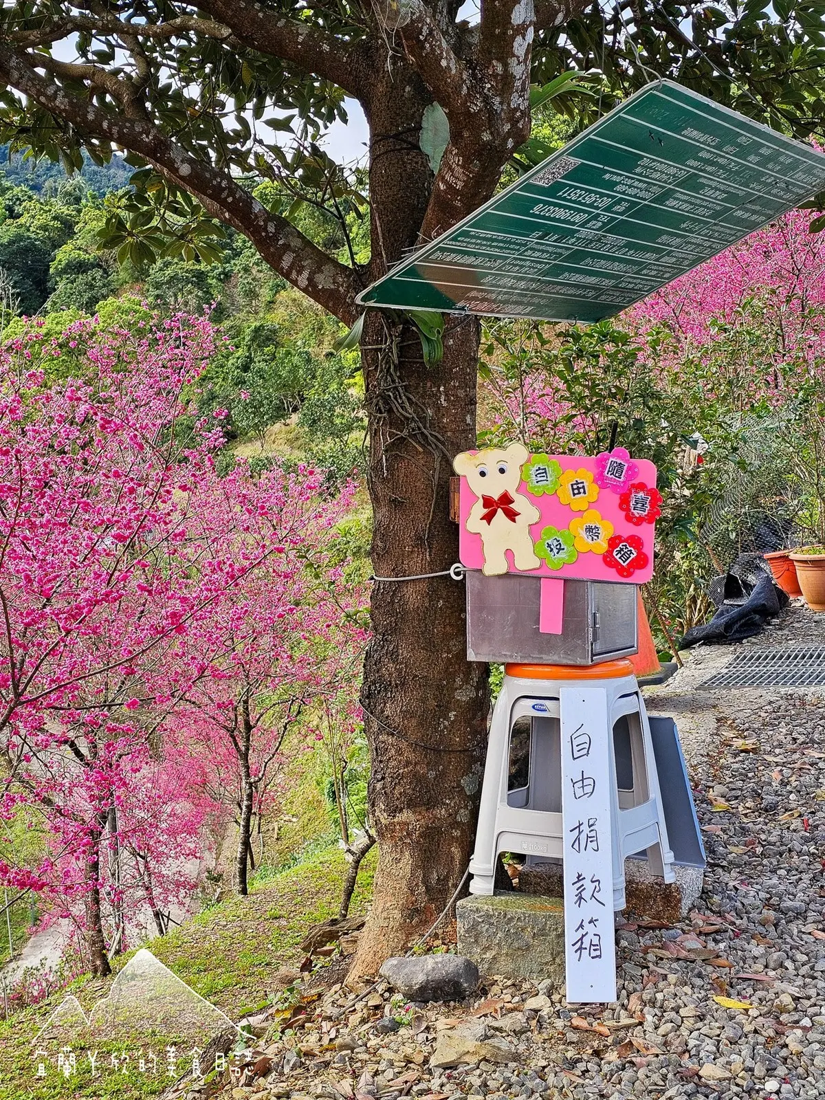 【新開店】月底前免費入園!宜蘭賞櫻祕境露營區,穿浴衣拍鳥居秒飛日本 【新開店】月底前免費入園!宜蘭賞櫻祕境露營區,穿浴衣拍鳥居秒飛日本