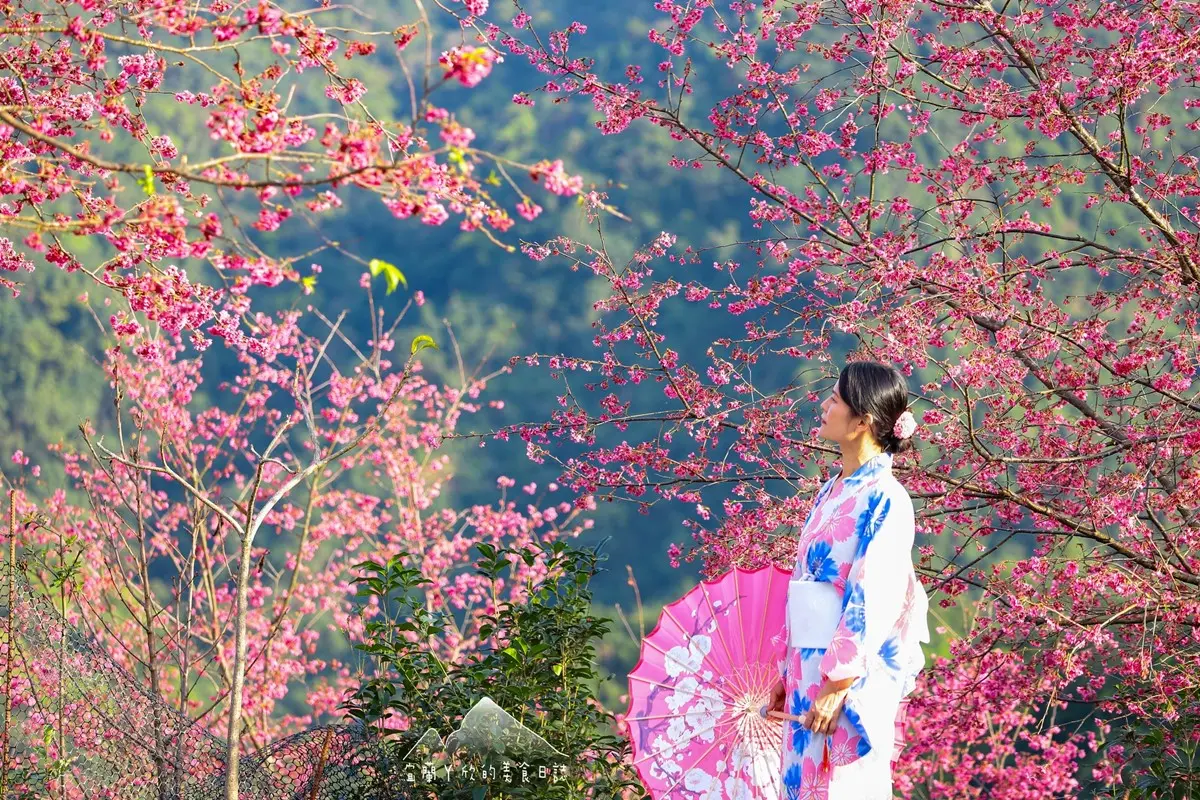【新開店】月底前免費入園!宜蘭賞櫻祕境露營區,穿浴衣拍鳥居秒飛日本 【新開店】月底前免費入園!宜蘭賞櫻祕境露營區,穿浴衣拍鳥居秒飛日本