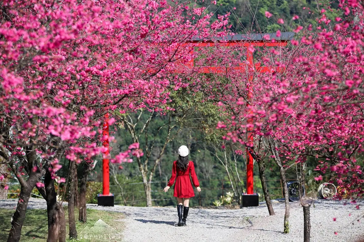 【新開店】月底前免費入園!宜蘭賞櫻祕境露營區,穿浴衣拍鳥居秒飛日本 【新開店】月底前免費入園!宜蘭賞櫻祕境露營區,穿浴衣拍鳥居秒飛日本