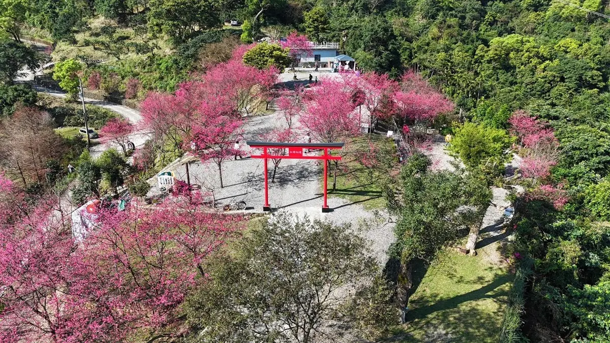 【新開店】月底前免費入園!宜蘭賞櫻祕境露營區,穿浴衣拍鳥居秒飛日本 【新開店】月底前免費入園!宜蘭賞櫻祕境露營區,穿浴衣拍鳥居秒飛日本