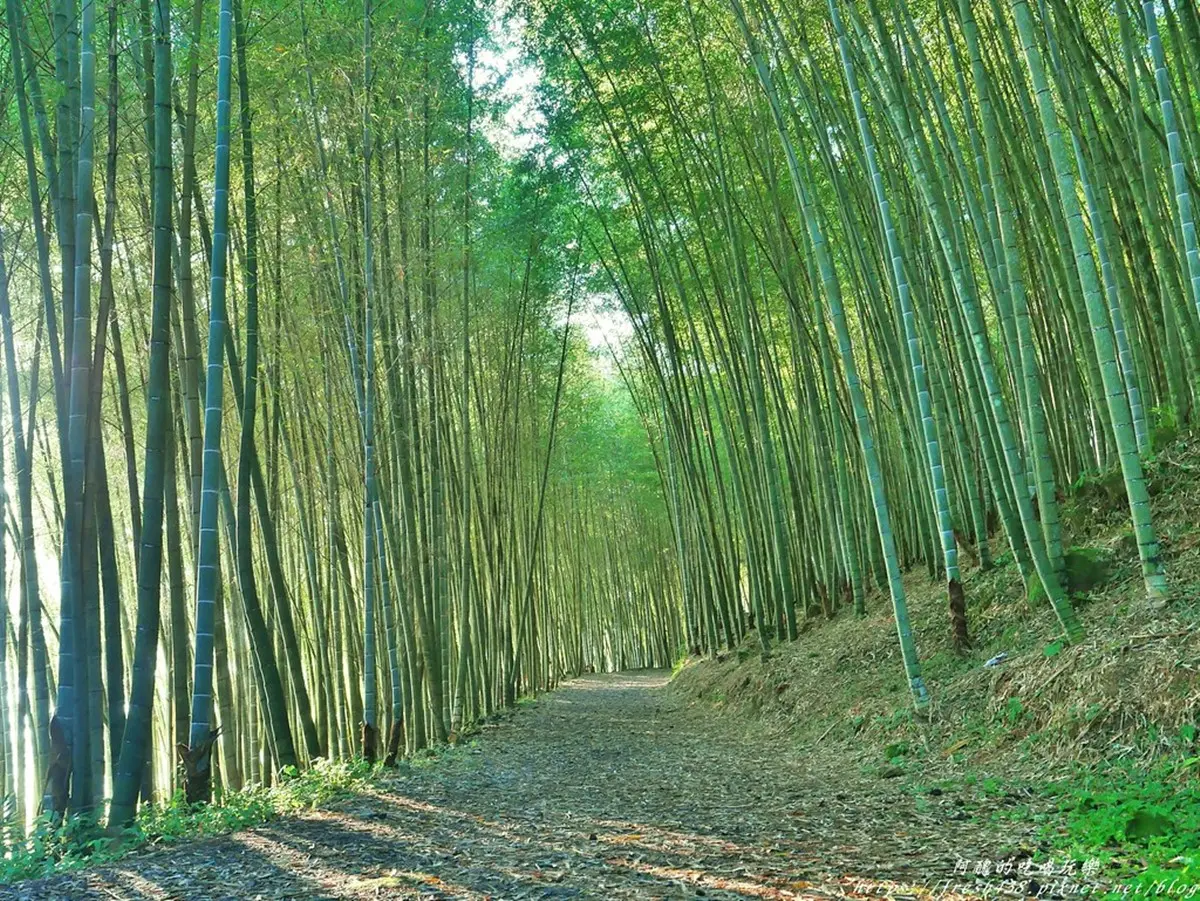 山上三合院住1晚!在「嘉義老茶廠民宿」睡台式老眠床、雲海竹林品茶香 山上三合院住1晚!在「嘉義老茶廠民宿」睡台式老眠床、雲海竹林品茶香