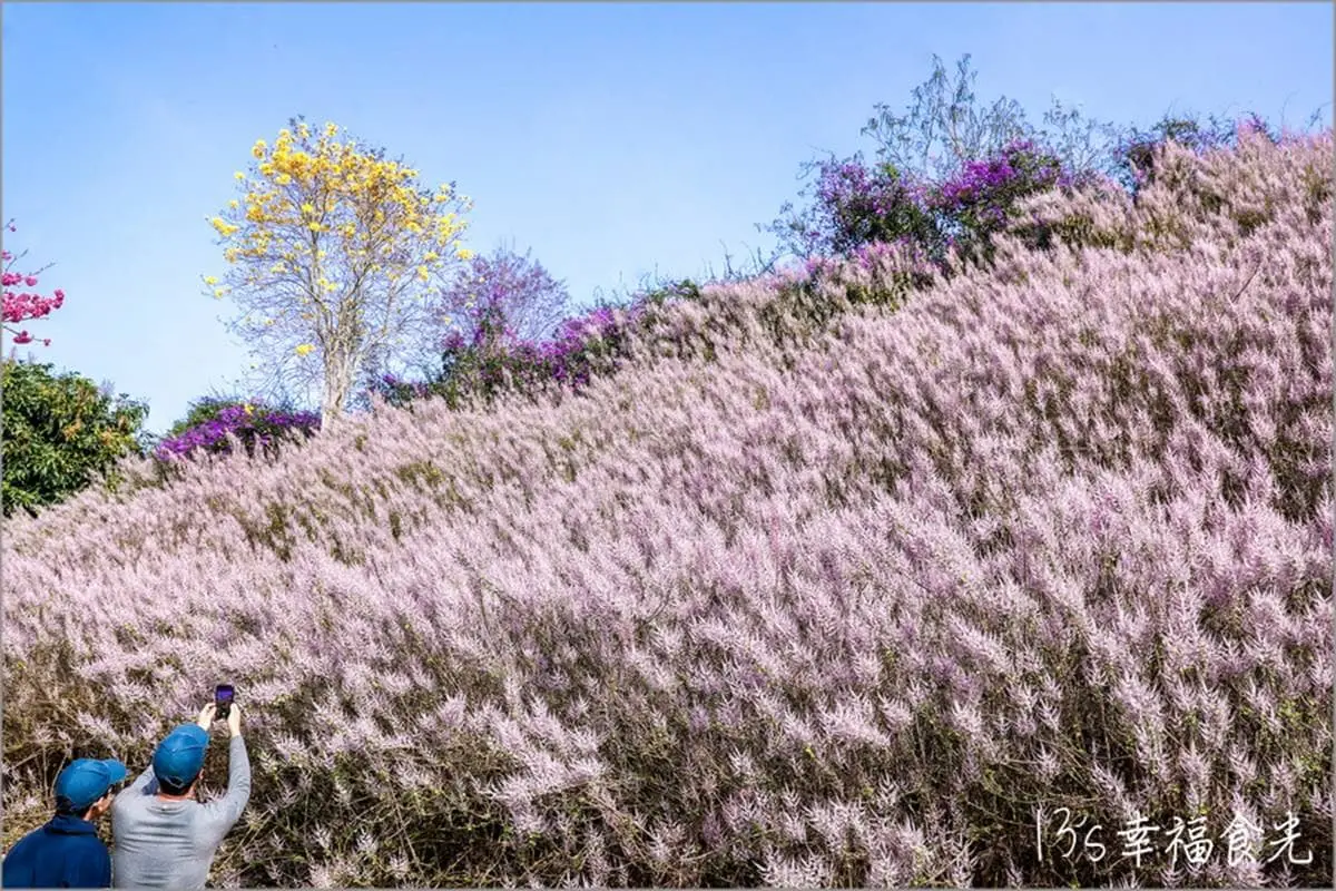 全台最大紫藤花園「這天」開放！破萬坪超好拍，加碼開追６處仙氣花海