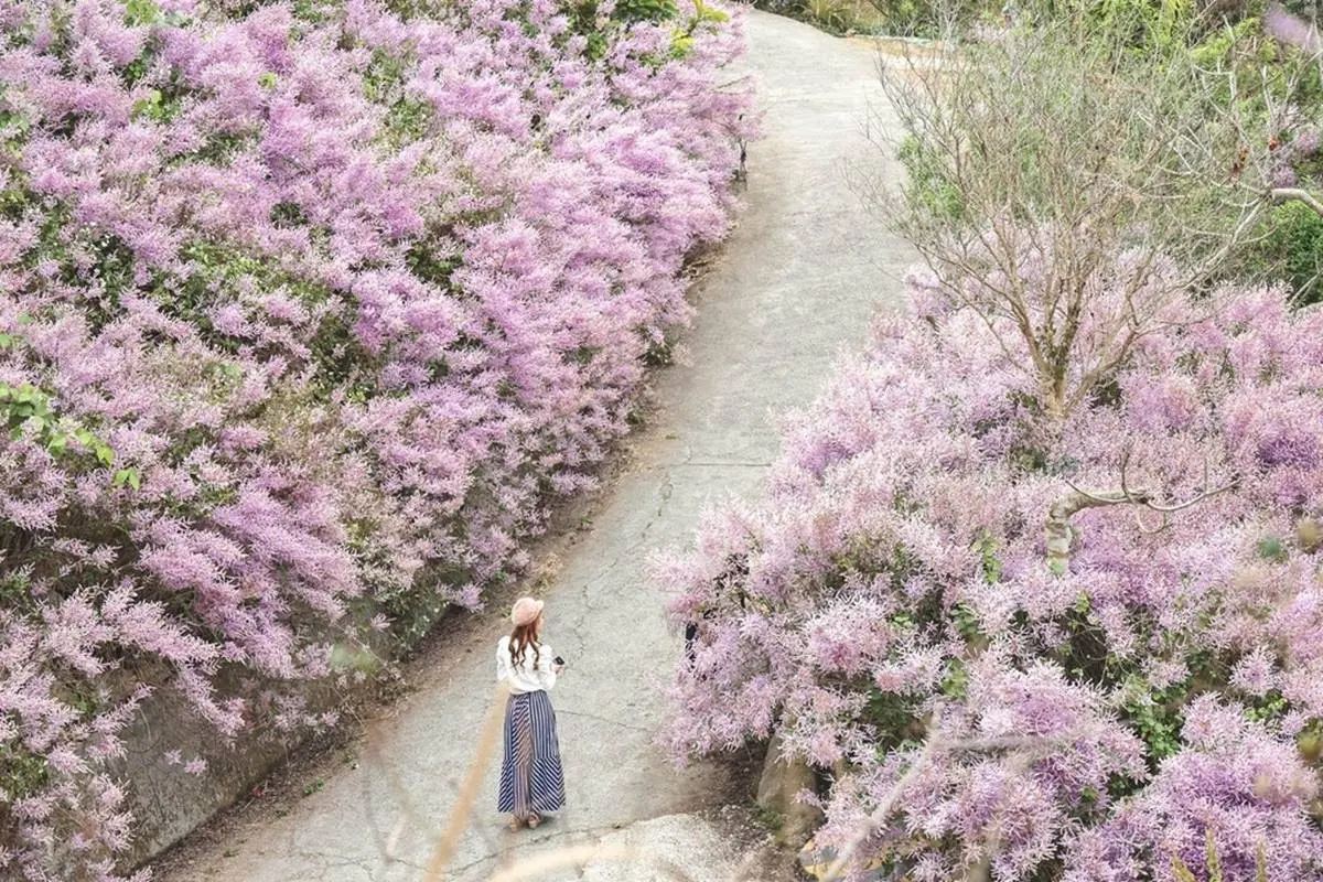 全台最大紫藤花園「這天」開放！破萬坪超好拍，加碼開追６處仙氣花海